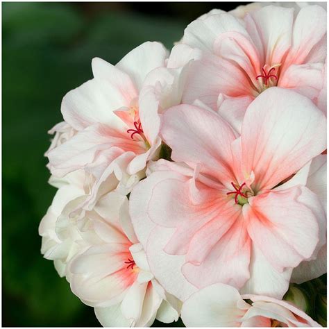 Étiquette de sachet de graines de pelargonium zonale