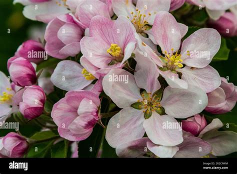 Fleurs de pommier en gros plan