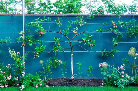 Pommier palissé le long d'un mur