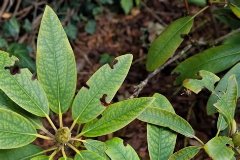 Feuille de rhododendron chlorosée