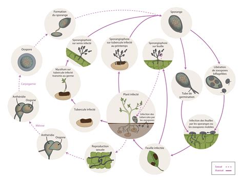Schéma du cycle de vie du Phytophthora infestans