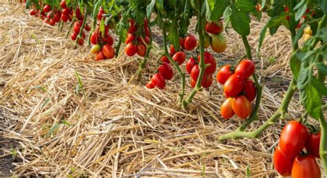 Paillage de tomates avec de la paille