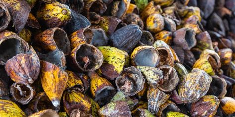 Photo de coques de cacao utilisées comme paillis autour de fraisiers