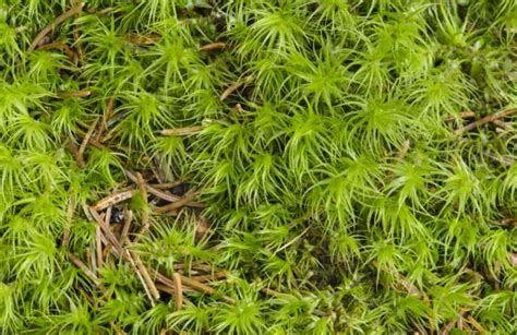 Pelouse envahie par la mousse