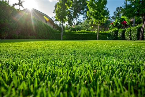 Pelouse dense et verte