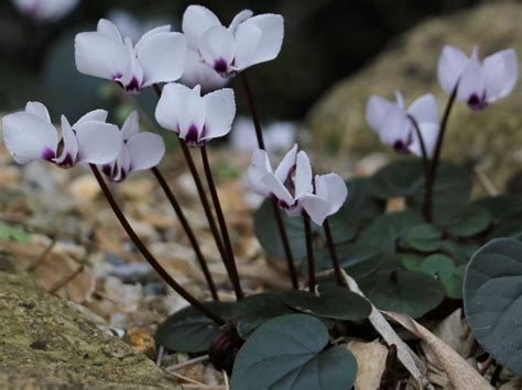 Comparaison visuelle du Cyclamen neapolitanum et du Cyclamen Coum