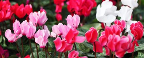 Infographie sur les différentes variétés de cyclamens disponibles à l'achat