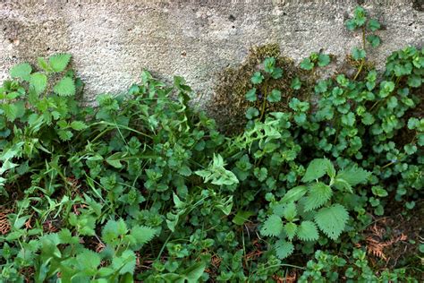 Illustration d'une pelouse verdoyante envahie par des mauvaises herbes