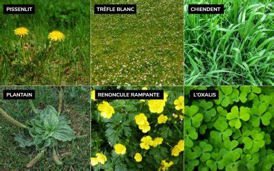 Infographie montrant différentes mauvaises herbes communes dans les pelouses