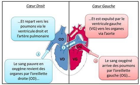 Diagramme illustrant la toxicité de l'oléandrine et son impact sur le système cardiaque