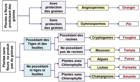 Infographie récapitulative des 4 catégories de plantes à risque selon la réglementation