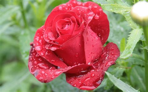 image d'une rose rouge avec des gouttes de rosée, symbole d'amour et de fragilité
