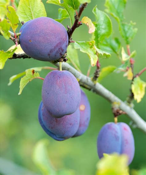 Récolte de prunes de Saint-Léonard