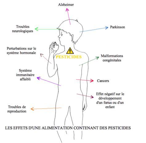 Schéma illustrant les parcours de l'exposition aux pesticides et leurs effets sur la santé humaine