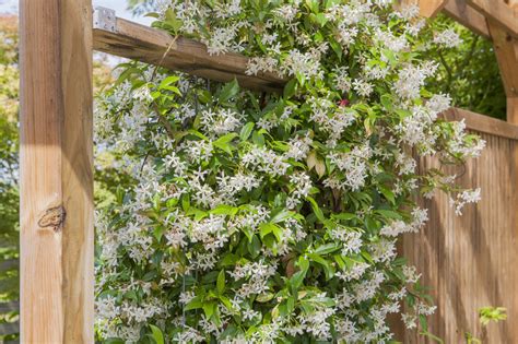 Schéma montrant l'emplacement idéal d'un jasmin près d'un support vertical