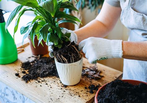 Schéma des étapes de transplantation d'un hortensia