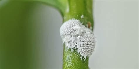 Gros plan sur une cochenille farineuse sur une feuille de plante succulente