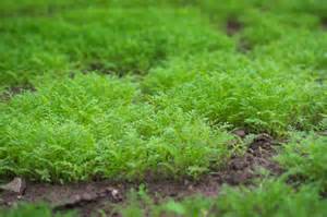 Exemples d'engrais verts : moutarde, phacélie, vesce