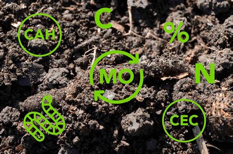 Compost et matière organique enrichissant le sol