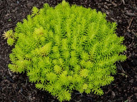 Sedum Lemon Ball en rocaille