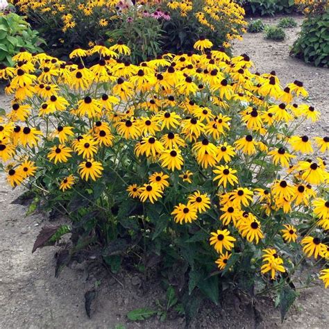 Rudbeckia Goldsturm avec un cœur sombre