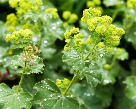 Alchemilla mollis avec des gouttes de rosée