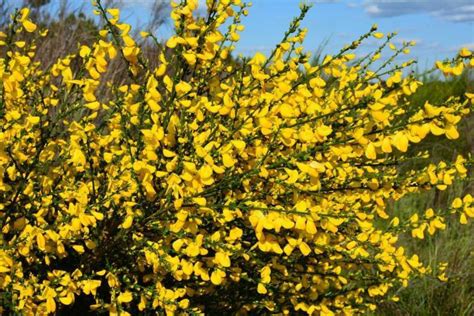 Fleurs jaunes vives de genêt à balais