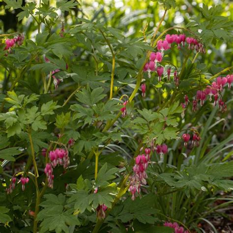 Fleur de Cœur de Marie rose avec sa forme distinctive