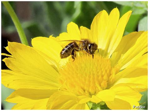 Abeille butinant sur une fleur jaune