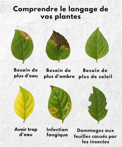 Feuilles d'hortensia jaunies par excès d'eau ou manque de nutriments