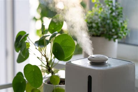 Humidificateur d'air pour plantes