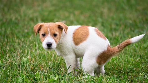 Chien faisant ses besoins dans un jardin