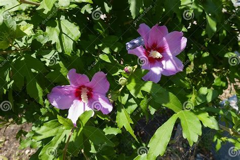 feuilles et fleurs d'Hibiscus syriacus