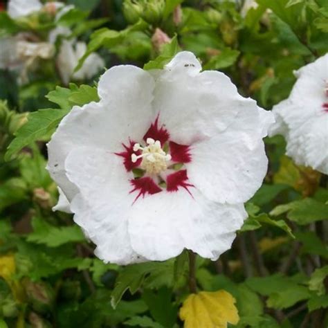 différentes variétés d'Hibiscus syriacus