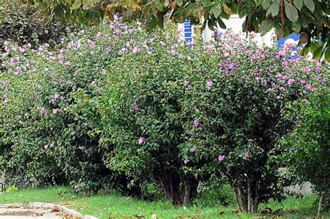 Hibiscus syriacus en haie et en isolé