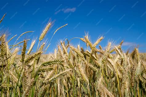 Champ d'orge hybride en pleine croissance sous un ciel ensoleillé