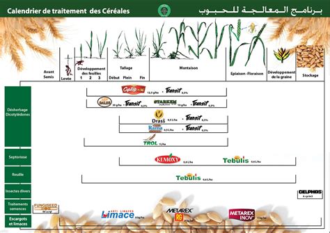 Calendrier agricole illustrant la récolte précoce de l'orge hybride