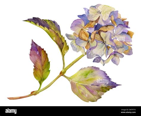Hortensia with purple leaves