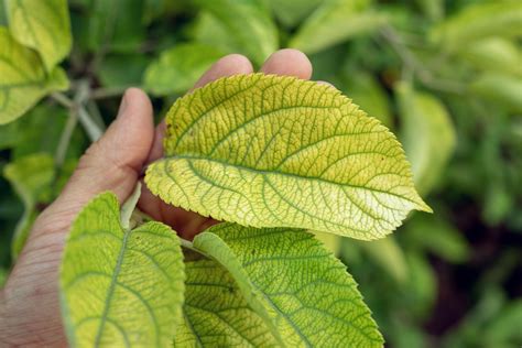 Hortensia chlorose iron deficiency