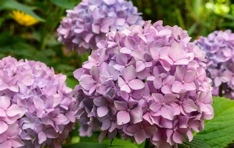 Hortensia in stress