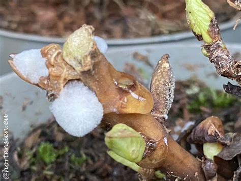 Hortensia botrytis