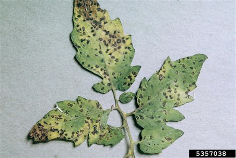 Hortensia septoria leaf spot