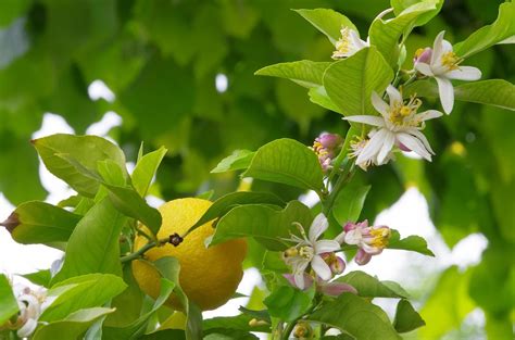 Citronnier en fleurs