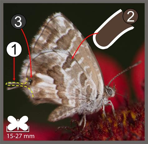 Papillon adulte Cacyreus marshalli