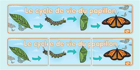 Cycle de vie du Brun du Pélargonium