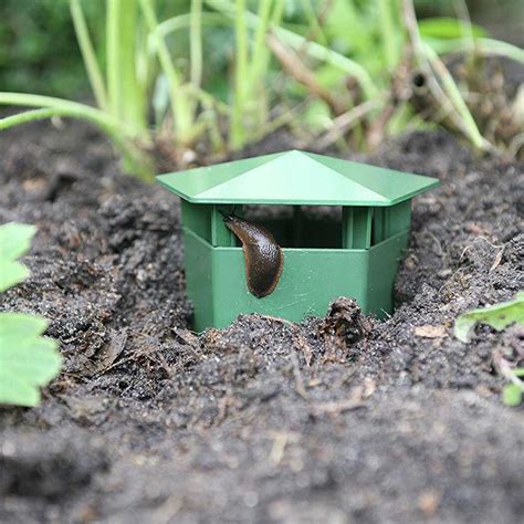 Piège à escargots