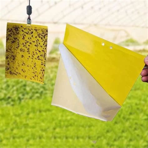 Pièges adhésifs pour insectes