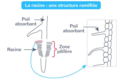 Schéma de l'absorption racinaire