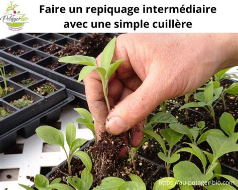Repiquage de courgettes