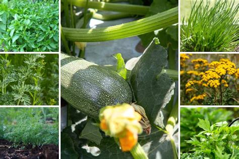 Plantes compagnes des courgettes